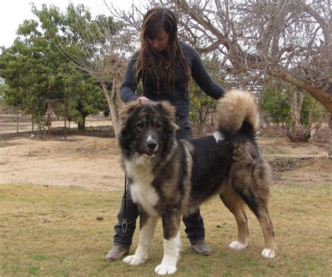 dog caucasian|caucasian shepherd dog full grown.